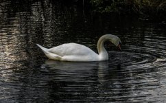 IMG_0174.jpg