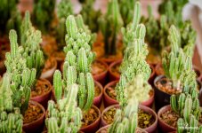 cactus-1.jpg