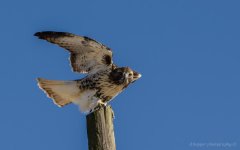 DSC_2324.jpg