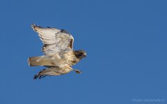 DSC_2325.jpg