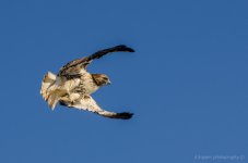 DSC_2326.jpg