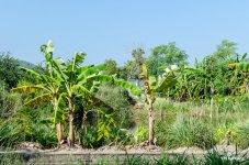 banana-plants-1.jpg