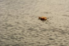 NEW_2773_webshot.jpg