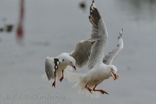 NEW_2690_webshot.jpg