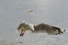 NEW_2696_webshot.jpg