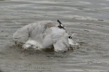 NEW_2720_webshot.jpg