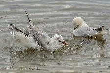 NEW_2731_webshot.jpg