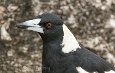 NEW_2703_webshot.jpg