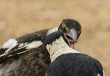 NEW_2712_webshot.jpg