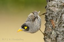 NEW_2706_webshot.jpg