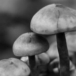 20141119-Mushroom 3.jpg