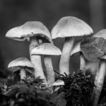 20141119-Mushroom 4.jpg