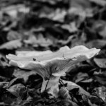 20141119-Mushroom 5.jpg