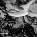 20141119-Mushroom 6.jpg