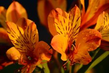 DSC_6120.jpg