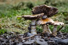 Mushrooms.jpg
