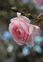 DSC_6063.jpg