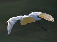Heron8.jpg