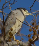 GreenHeron5.jpg