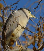 GreenHeron6.jpg