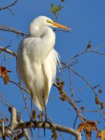 Heron3.jpg