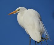 Heron5.jpg