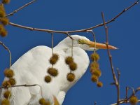 Heron11.jpg