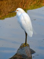 Egret.jpg