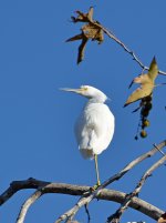 Egret15.jpg