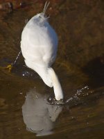 Egret8.jpg