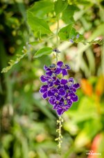 hanging-flower-1.jpg