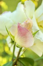DSC_5750_1_SM.jpg