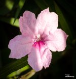 pink-flower-blossom-1.jpg