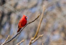 DSC_2461.jpg