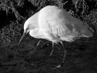 EgretBW5.jpg