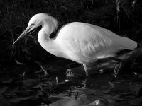 EgretBW6.jpg