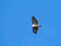 DSCN9708.jpg