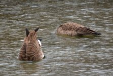 DSC_4462.jpg