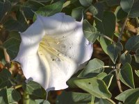 Datura.jpg