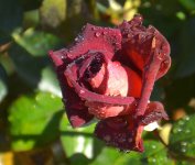 Rose3.jpg