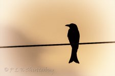 NEW_2868_webshot.jpg