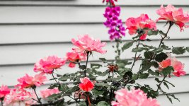 DSC_6114.jpg