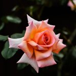 DSC_6120.jpg