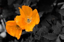 DSC_0804.jpg
