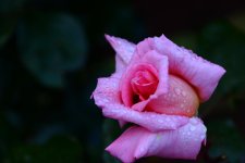 DSC_6158.jpg