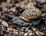 Escargot 1.jpg