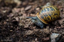 Escargot 2.jpg