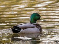 DSC_8564.jpg