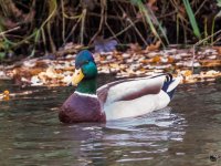 DSC_8568.jpg