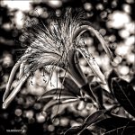 5.5  Fall Bloom copy.jpg